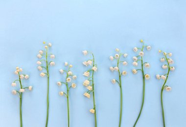 Beyaz çiçekli vadi zambağı (Convallaria majalis, Mayıs çanları, nilüfer çiçekleri) mavi bir kağıtta yer alır. Üst manzara, düz uzanma