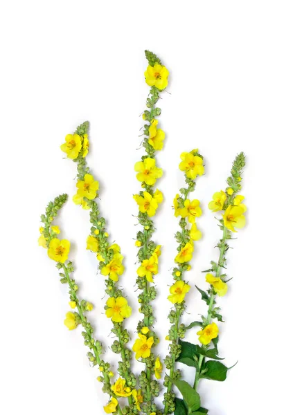 Żółte Kwiaty Wielkiej Mulleiny Verbascum Thapsus Pospolita Mulleina Białym Tle — Zdjęcie stockowe