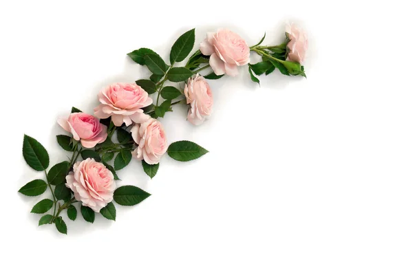 Flores Rosas Rosadas Con Hojas Sobre Fondo Blanco Con Espacio —  Fotos de Stock