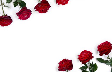 Beyaz arka planda kırmızı güller çerçevesi ve metin için boşluk. Üst manzara, düz uzanma