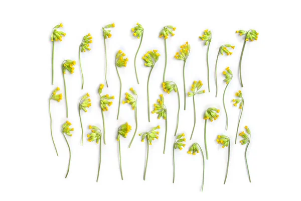 Κίτρινα Λουλούδια Primula Veris Κοινή Cowslip Cowslip Petrella Βότανο Peter — Φωτογραφία Αρχείου