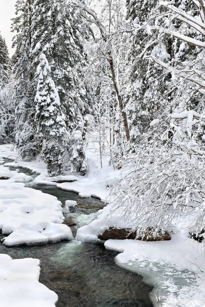 Winter landscape, winter creek in fir forest in snow