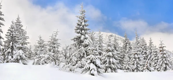 Winterlandschap Van Bergen Met Van Sparren Bos Sneeuw Sneeuwval Karpaten — Stockfoto