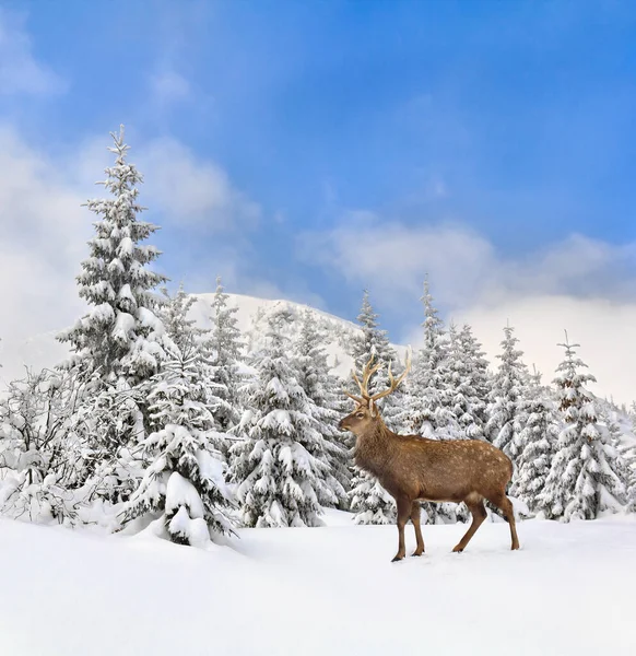 Winter landscape with sika deer ( Cervus nippon, spotted deer ) walking in the snow in fir forest and glade