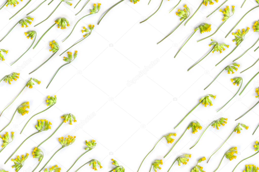 Yellow flowers Primula veris ( cowslip, petrella, herb peter, paigle, peggle, key flower, Primula officinalis Hill ) on a white background with space for text. Top view, flat lay. Medicinal herb