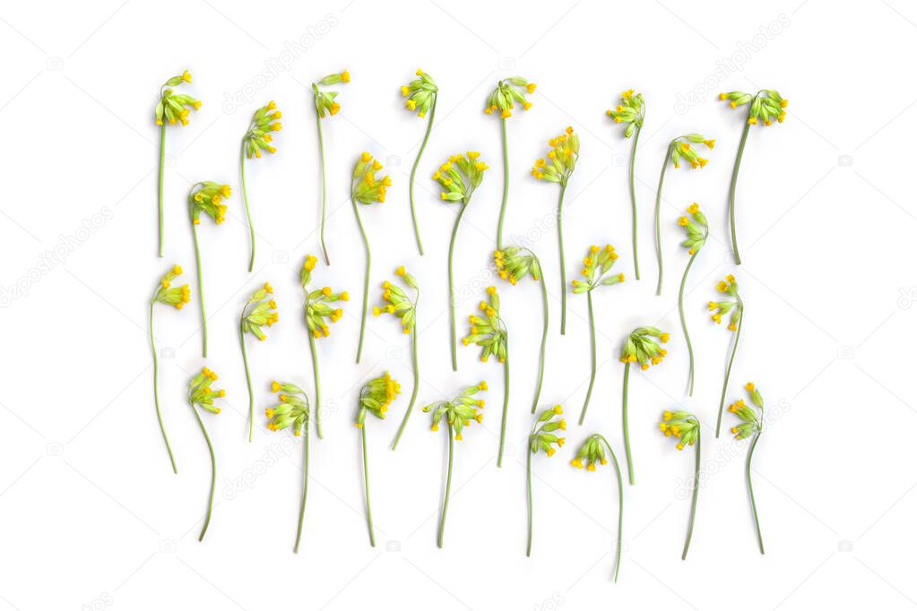 Yellow flowers Primula veris ( common cowslip, cowslip, petrella, herb peter, paigle, peggle, key flower, Primula officinalis Hill ) on a white background. Top view, flat lay. Medicinal herb