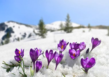 Çiçeklerin açtığı bahar manzarası, karla kaplı dağlarda Crocus heuffelianus (Crocus heuffelianus)