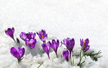 İlkbahar kardelen çiçekleri menekşe timsahlar (Crocus heuffelianus) kar içinde metinler için boşluk ile