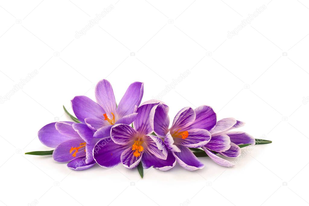 Violet crocuses on a white background with space for text 