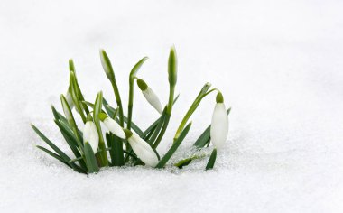 İlkbahar beyaz kar damlaları (Galanthus nivalis) ormanda kar ve metin için boşluk