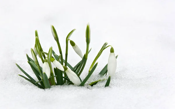 Primavera Nevadas Blancas Galanthus Nivalis Nieve Bosque Con Espacio Para —  Fotos de Stock