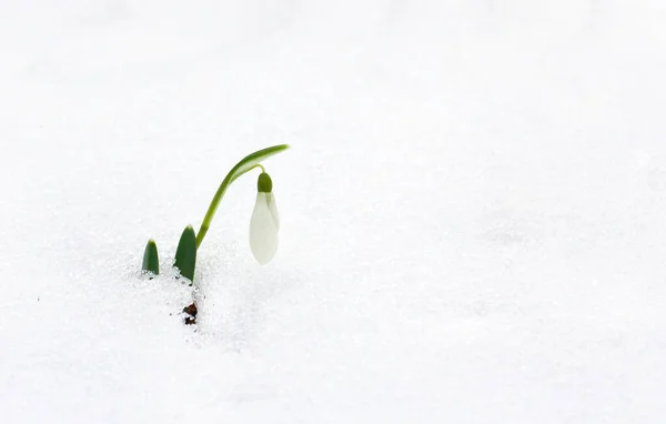 春天雪中的白雪公主 Galanthus Nivalis 在森林里留下了文字的空间 — 图库照片