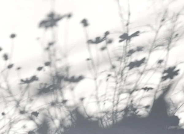 Shadows Flowers Cosmos Leaves Light Background Nature Blur Shadows — Stock Photo, Image