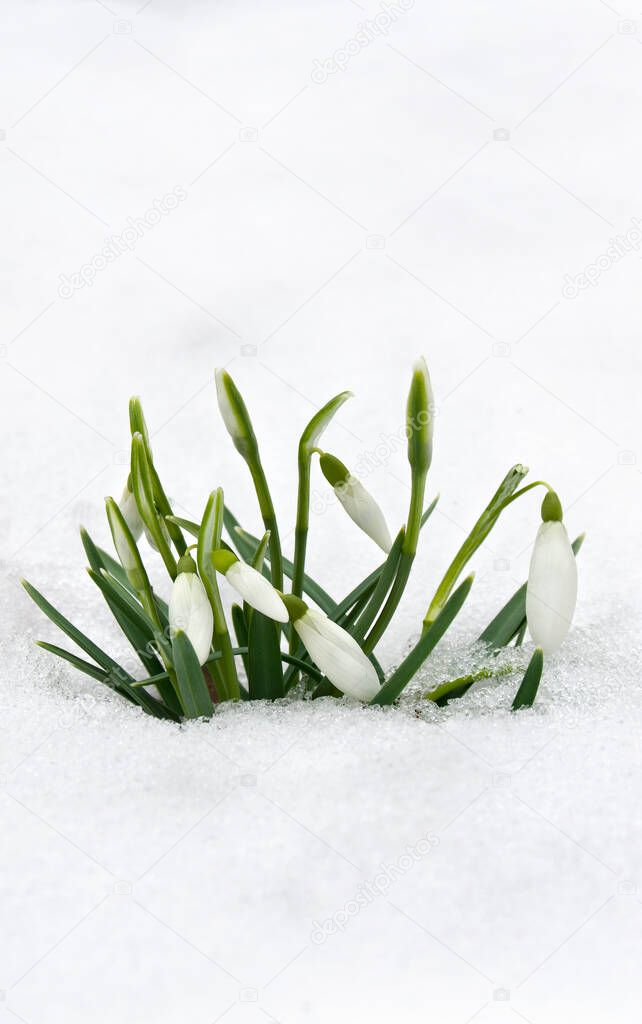 Spring white snowdrops ( Galanthus nivalis ) in snow in the forest with space for text