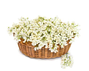 Beyaz arkaplanda çiçek beyaz akasyası (Robinia psödoacia) sepeti