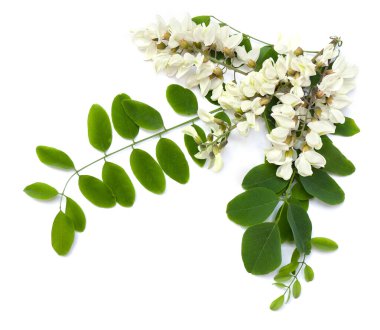 Beyaz zemin üzerinde çiçek akasyası (Robinia psödoacia)