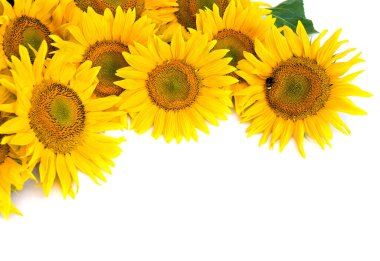 Sarı çiçekler beyaz arkaplanda ayçiçeği