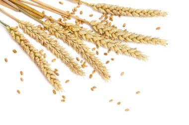 Beyaz arka planda buğday kulakları ve tahıl