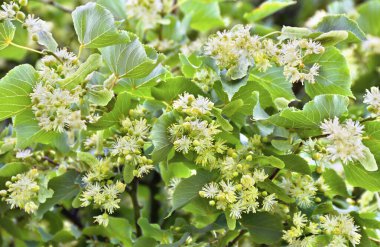 Yaz bahçesinde çiçek açan ıhlamur (Tilia ).