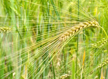 Yazın tarlada olgun arpa kulakları