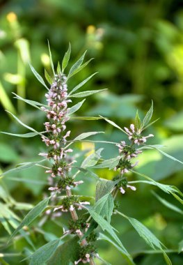 Çayırda çiçek açan Leonurus kardiyakası ya da anaç otlar. Diğer isimler: kurt otu, aslan kulağı, Leonotis leonurus, Leonotis