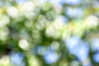 Bahar parkının veya bokeh 'in odağından çıkarılmış halinin doğal arka planı