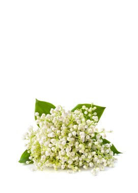 Vadinin beyaz zambakları (Convallaria majalis) beyaz arkaplan üzerinde metin için boşluk