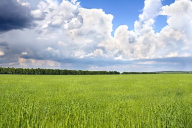 Yazın başında yeşil alan, yağmurdan önce bulutlu gökyüzü..