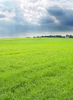 Yazın başında yeşil buğday tarlası Yağmurdan önce bulutlu gökyüzü
