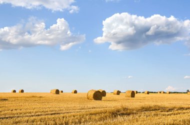 Arkaplanda hasat sonrası saman balyalarıyla dolu bir tarla.
