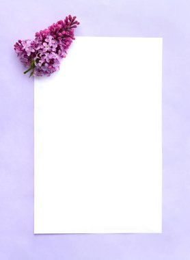 Mor arka planda beyaz çarşaf üzerinde çiçekler (şırınga) ve metin için boşluk. Üst manzara, düz uzanma