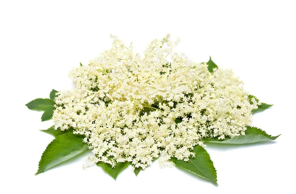 Beyaz arka planda çiçek açan yaşlı çiçek (Sambucus nigra). Yaygın isimler: yaşlı, mürver, siyah yaşlı, Avrupalı yaşlı, Avrupa yaşlı böğürtlen ve Avrupa siyah mürver üzümü