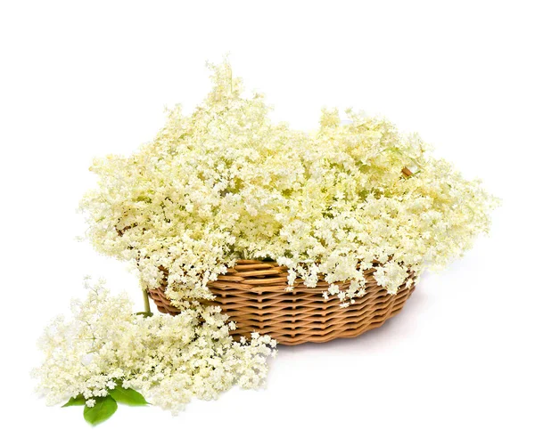 Flor Saúco Sambucus Nigra Cesta Sobre Fondo Blanco — Foto de Stock