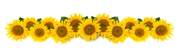 Flowers Sunflower White Background Space Text Top View Flat Lay — Stock Photo, Image