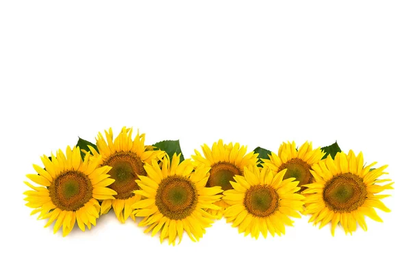 Flowers Sunflower White Background Space Text Top View Flat Lay — Stock Photo, Image
