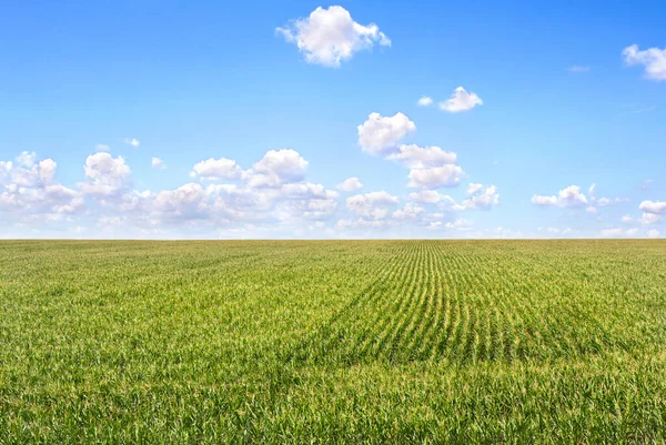 Błękitne Niebo Chmurami Nad Polem Kwitnącej Kukurydzy Kukurydza — Zdjęcie stockowe