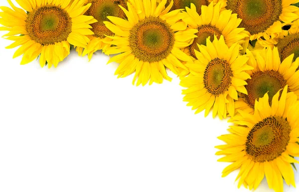 Gelbe Blumen Sonnenblume Auf Weißem Hintergrund — Stockfoto