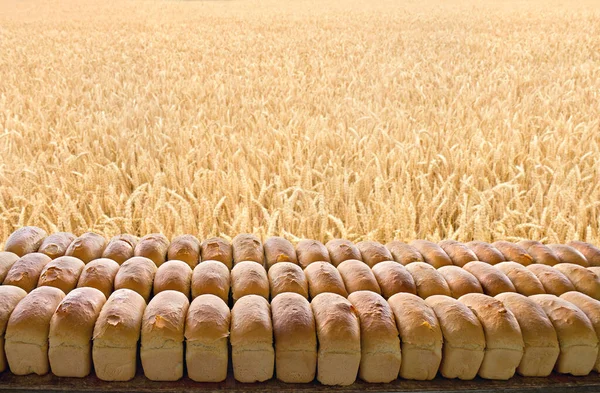 ขนมป งอบสดบนพ นหล งสนามข าวสาล — ภาพถ่ายสต็อก