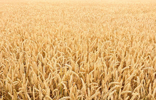 Золотая Пшеница Период Сбора Урожая Летом — стоковое фото
