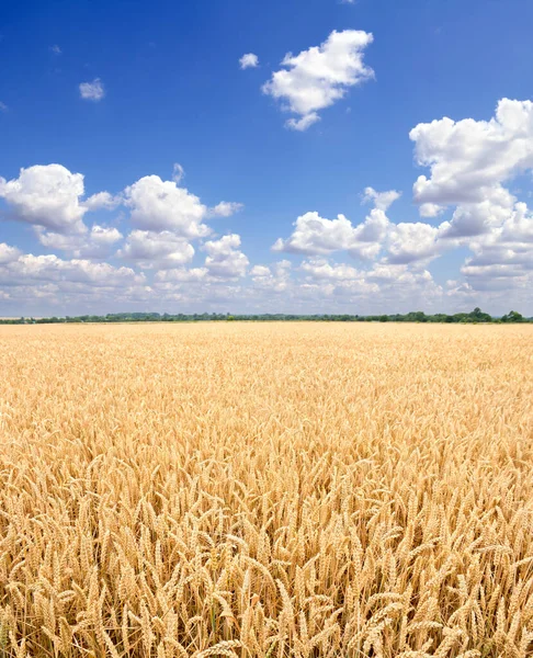 Урожай Полевой Пшеницы Период Сбора Урожая Фоне Облачного Неба — стоковое фото