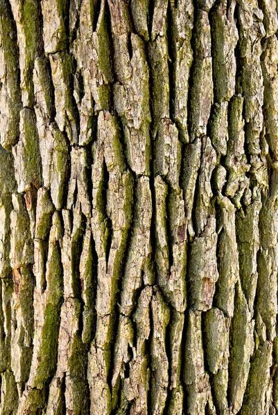 Corteccia Vecchia Struttura Quercia Sfondo — Foto Stock