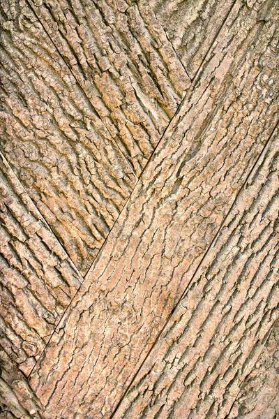 Corteccia Giovane Quercia Struttura Albero Sfondo Wodden — Foto Stock