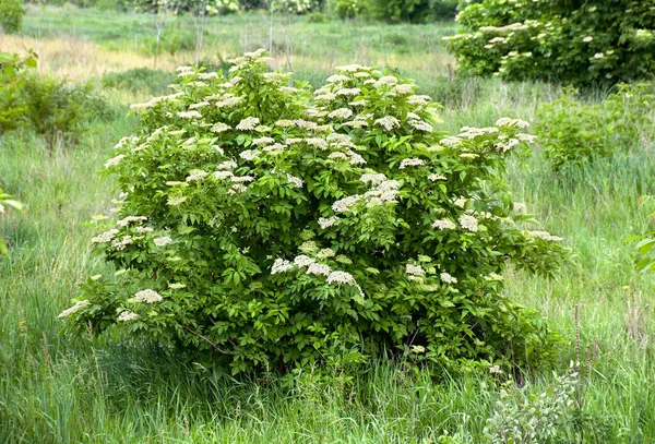 Цветущие Бузины Саду Sambucus Nigra Common Names Elder Elderberry Black — стоковое фото