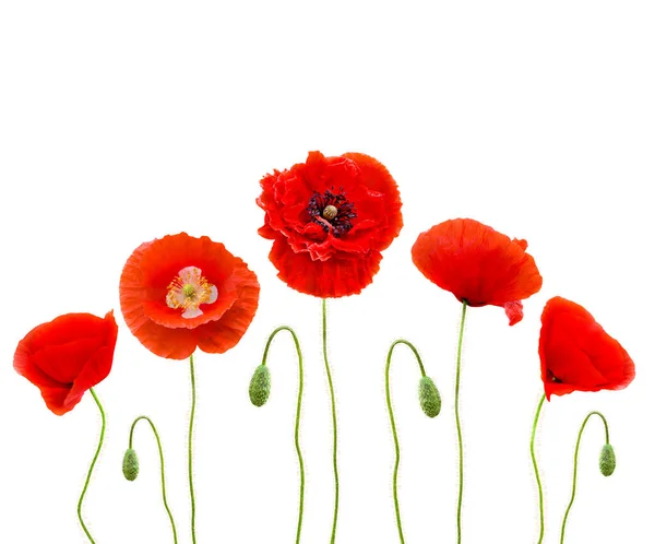 Rode Papaver Gebruikelijke Namen Gewone Papaver Maïs Papaver Maïs Roos — Stockfoto