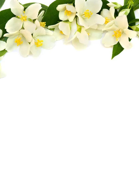 Blommor Jasmin Vit Bakgrund Med Utrymme För Text — Stockfoto