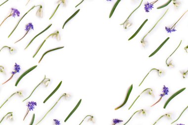 Beyaz kar damlaları Galanthus nivalis ve mavi Scilla bifolia (iki yapraklı ciyak ciyaklama) beyaz arka planda yazı için boşluk bırakırlar. Üst manzara, düz uzanma