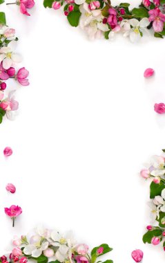 Çiçeklerin çerçevesi beyaz bir zemin üzerinde elma ağacı ve metin için boşluk. Üst manzara, düz uzanma