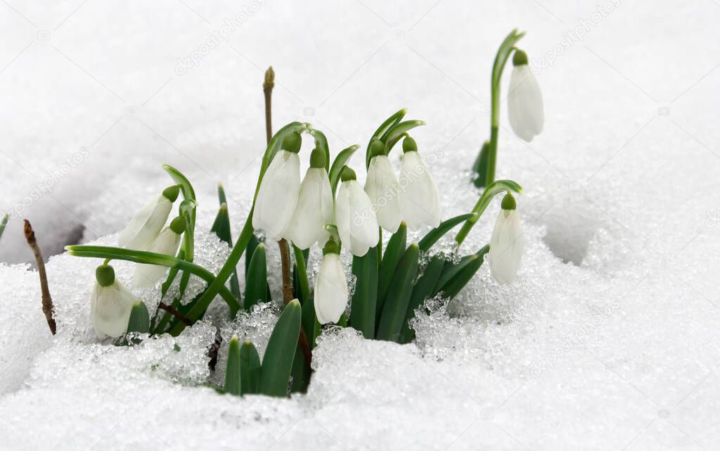 Spring white snowdrops ( Galanthus nivalis ) in snow in the forest with space for text