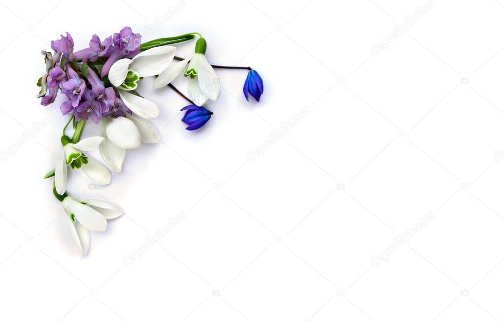 Spring decoration. Flowers white snowdrops, blue scilla, violet pink hollowroot on a white background with space for text. Top view, flat lay