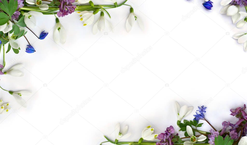 Spring decoration. Frame of flowers white snowdrops, blue scilla, violet pink hollowroot on a white background with space for text. Top view, flat lay